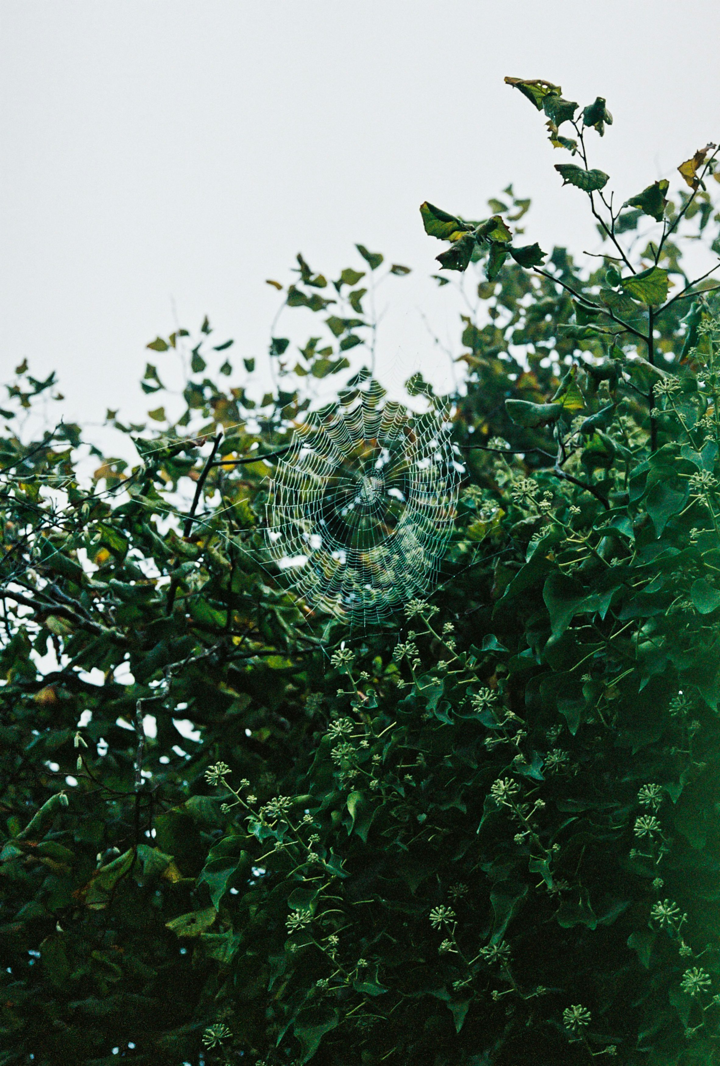 green plant with spider web